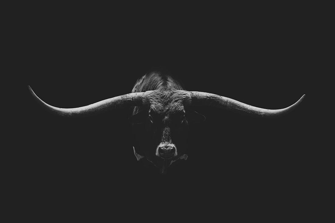 Longhorn