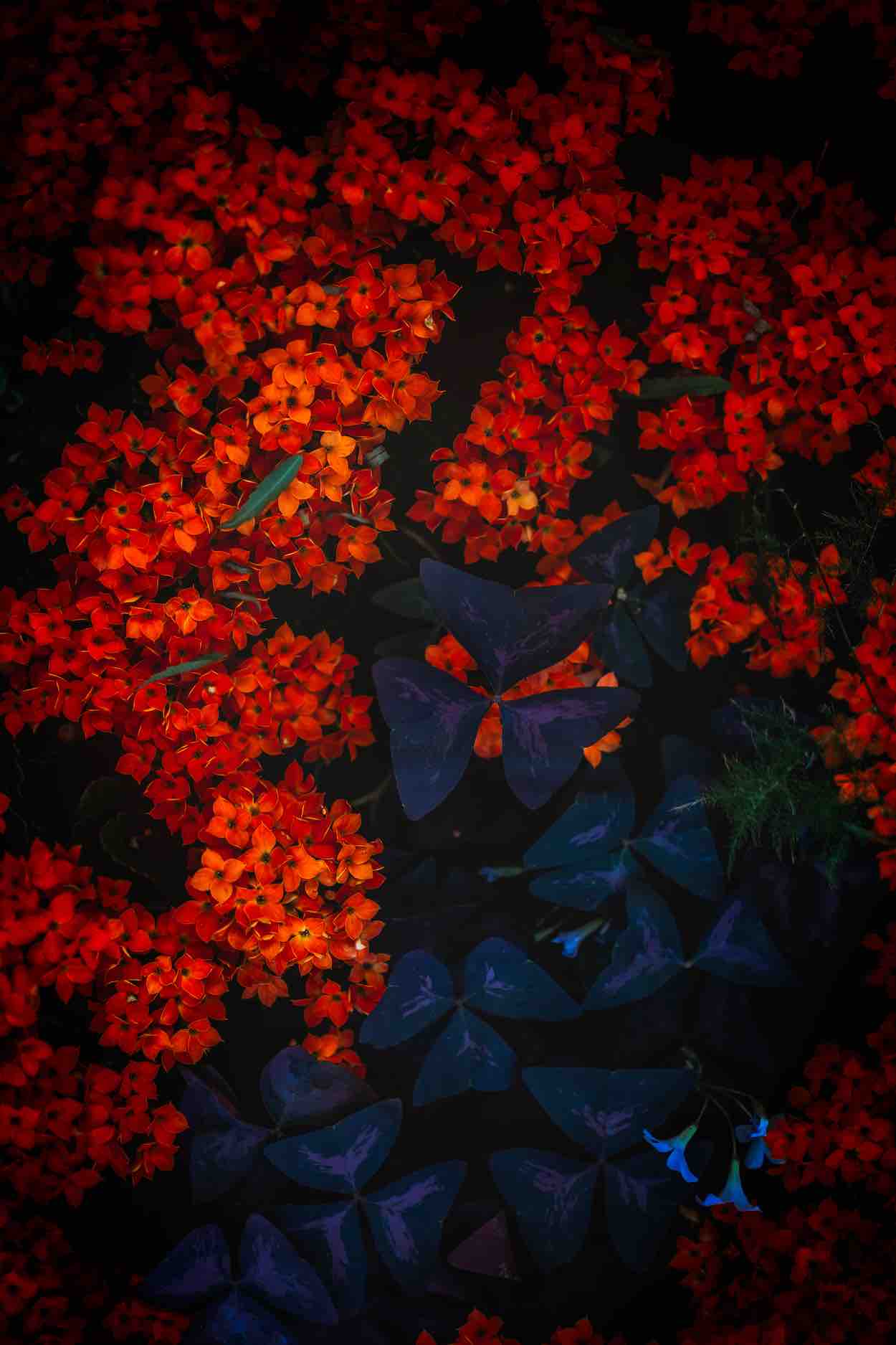 Flower 3