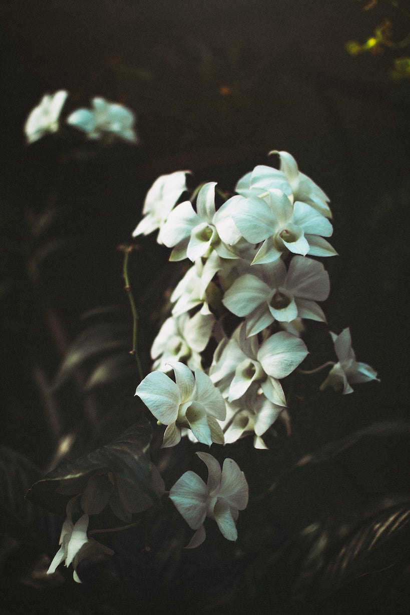 Flower 4