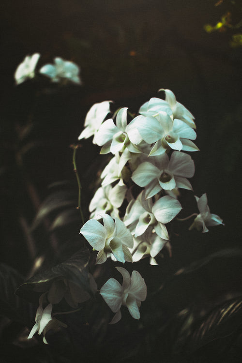 Flower 4