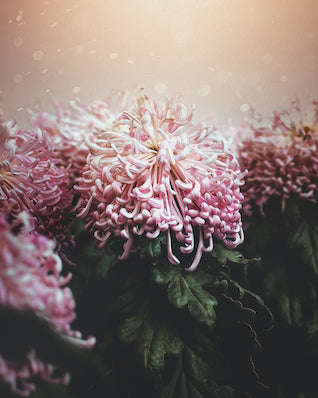 Flower 5
